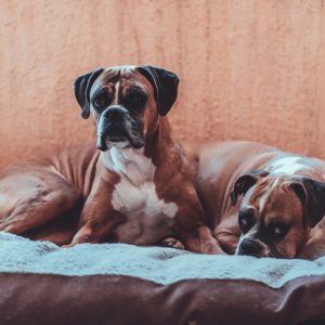 pet dog