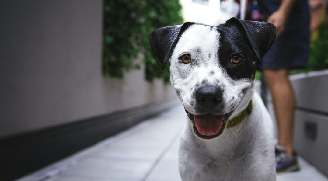 pet dog