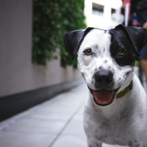 pet dog