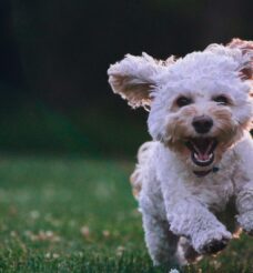 Best Pet-Friendly Restaurants In Helen GA
