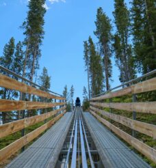 Helen Georgia Mountain Coaster (2026 Guide): Tickets, Tips & What To Expect