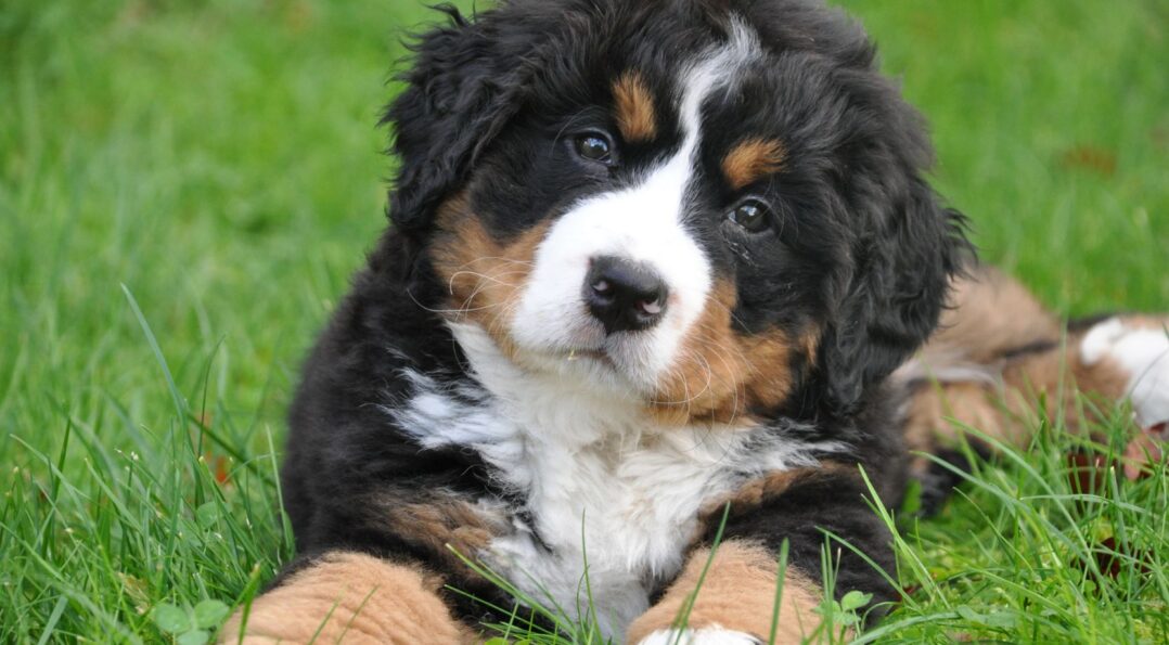 Paw Friendly