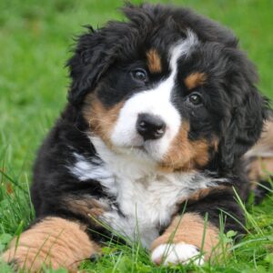 Paw Friendly